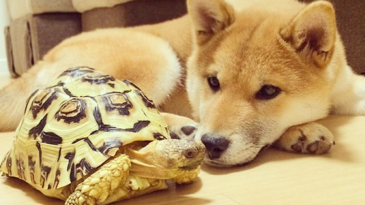 Persahabatan Shiba Inu dan kura-kura dari Jepang ini melelehkan hati semua orang (1)