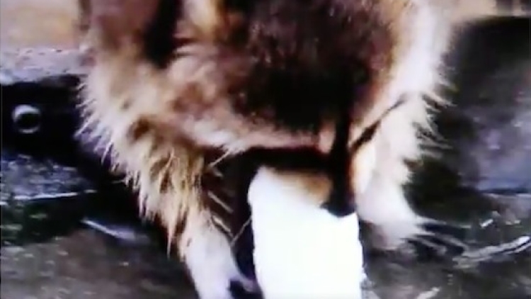 Rakun Mencoba Mencuci Gula-Gula Kapas copy