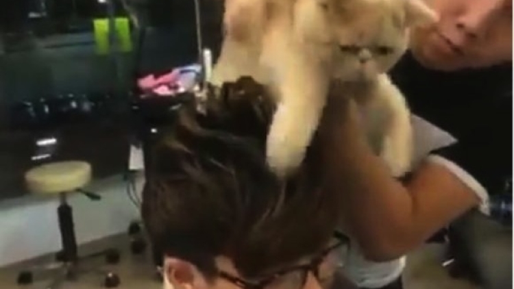 Salon Aneh Ini Mempekerjakan:Menggunakan Kucing Sebagai Penata Rambut copy Salon Aneh Ini Mempekerjakan:Menggunakan Kucing Sebagai Penata Rambut copy