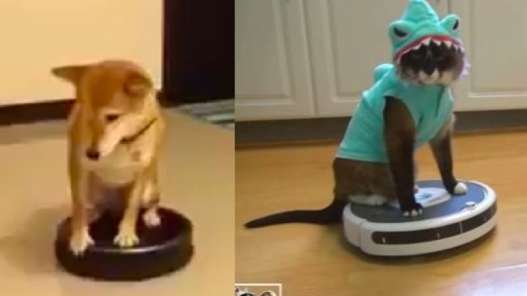 Shiba Inu Max-Arthur Shark Cat Roomba Doge