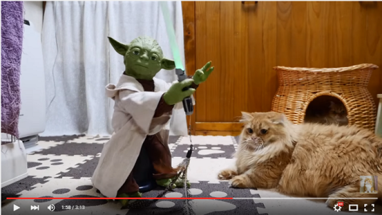 The Force Doesn't Awaken- Pertarungan Yoda Dengan Anjing & Kucing-Kucing Munchkin The Force Doesn't Awaken- Pertarungan Yoda Dengan Anjing & Kucing-Kucing Munchkin