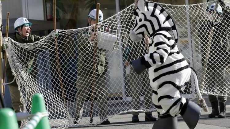 Latihan menangkap zebra yang kabur dari kebun binatang Jepang ini mengundang senyum (2) Latihan menangkap zebra yang kabur dari kebun binatang Jepang ini mengundang senyum (2)