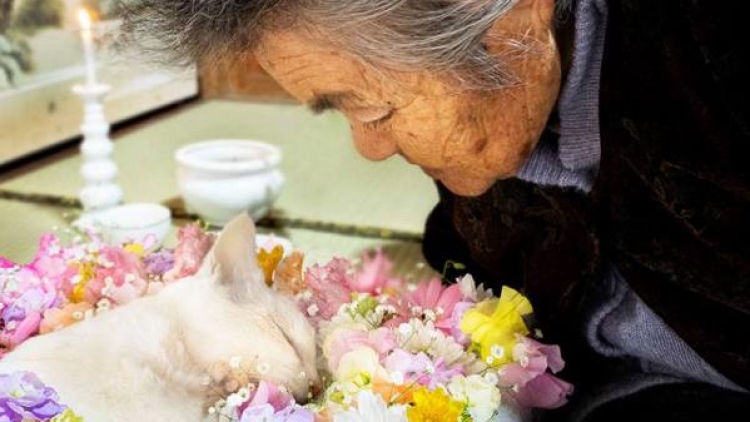 Fukumaru, Kucing Setia Dari Jepang Kini Telah Tiada (1)