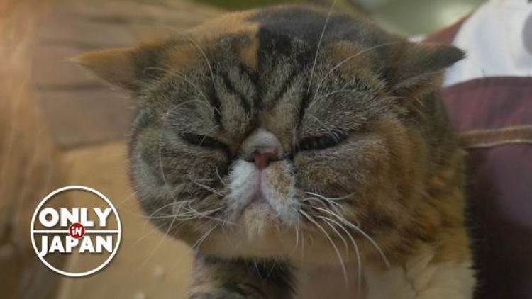 Kafe kucing di Jepang harus memiliki izin untuk tetap buka setelah jam 8 malam (2) Kafe kucing di Jepang harus memiliki izin untuk tetap buka setelah jam 8 malam (2)