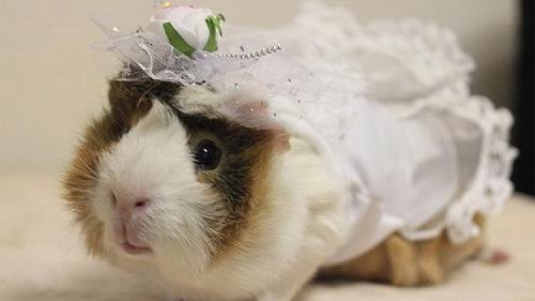 Kawaii! Desainer Jepang Dandani Marmut Menjadi Lebih Imut! (1)