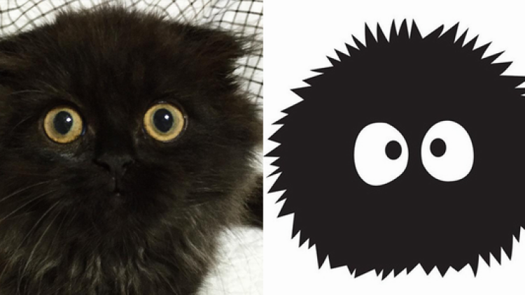 Kawaii! Kucing mirip karakter Ghibli ini menjadi populer di internet! (1)