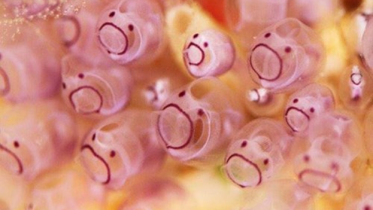 Sea Squirt, Si Muka Menggemaskan dari Dasar Laut 1