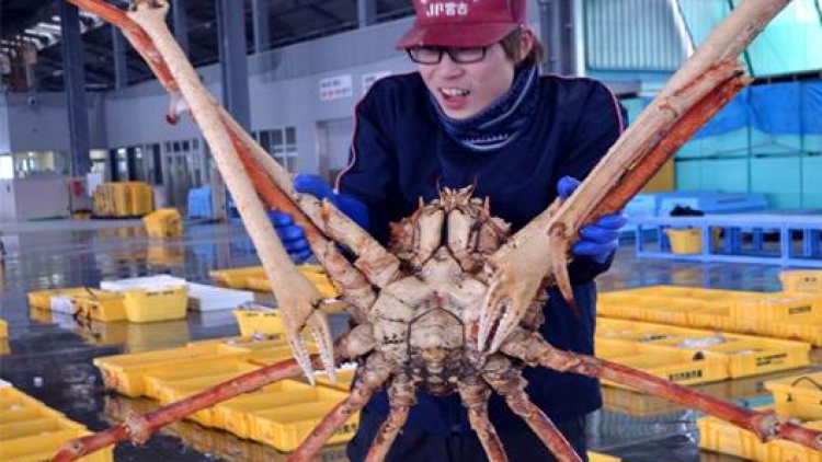 Wow Kepiting Raksasa Jepang Berhasil Ditangkap Nelayan Berita