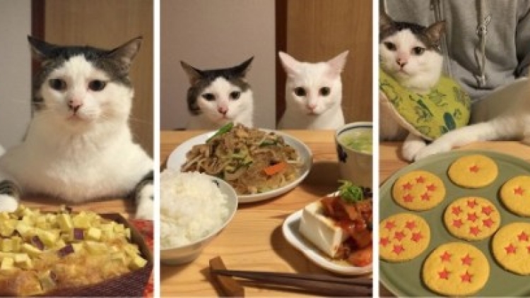 sepasang kucing jepang