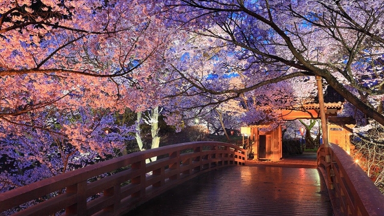 10 Tempat Terbaik Di Jepang Untuk Melihat Sakura di Malam Hari 7