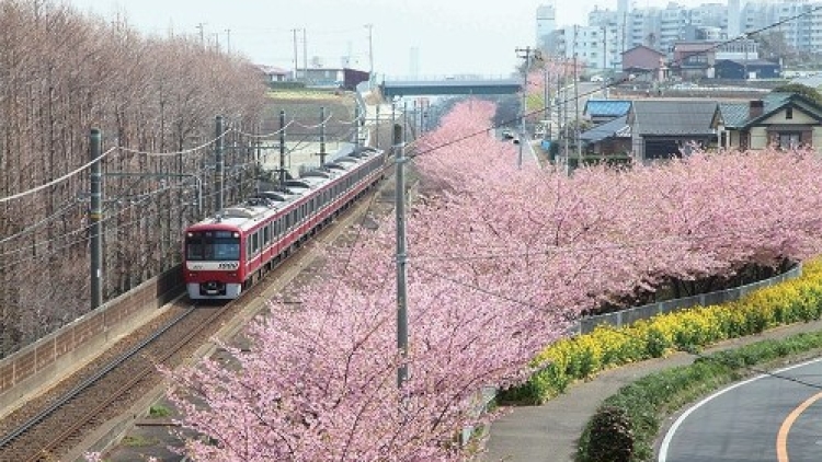 5 Tempat Alternatif Melihat Sakura di Tokyo 2