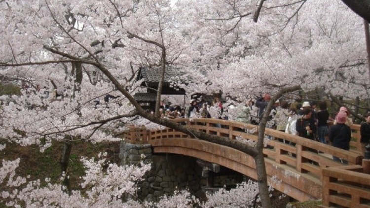 5 Tempat Wisata Sakura di Jepang Yang Dapat Dinikmati Dengan Berjalan Kaki (2) 5 Tempat Wisata Sakura di Jepang Yang Dapat Dinikmati Dengan Berjalan Kaki (2)