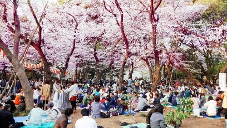 Apa-Saja-Yang-Membuat-Orang-Jepang-Kecewa-Saat-Pesta-Hanami2