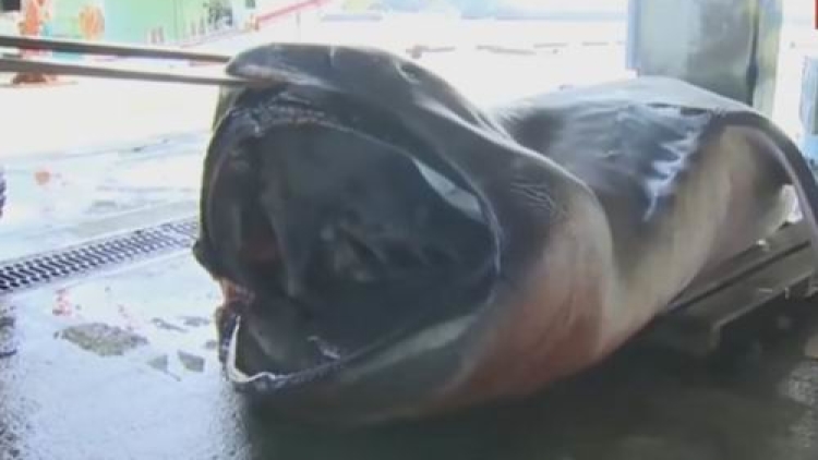 Hiu Megamouth Langka Tertangkap Oleh Nelayan Di Jepang