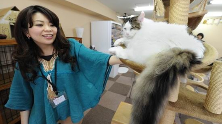 Kafe Kucing di Jepang Boleh Buka Setelah Jam 10 Malam (1) Kafe Kucing di Jepang Boleh Buka Setelah Jam 10 Malam (1)