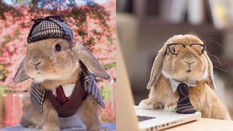 Kawaii To The Max! Kelinci Jepang Paling Gaya Ini Populer Di Instagram! Kawaii To The Max! Kelinci Jepang Paling Gaya Ini Populer Di Instagram!
