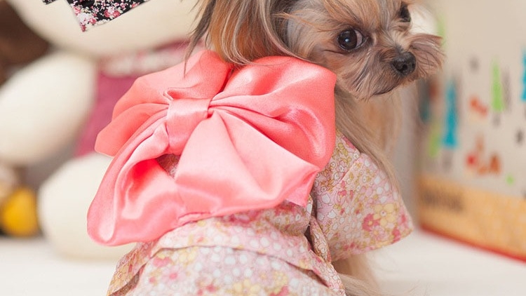 Kimono Untuk Hewan Peliharaan Yang Super Kawaii!
