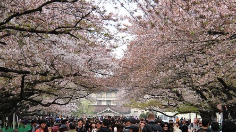 Sakura di Tokyo Sakura di Tokyo