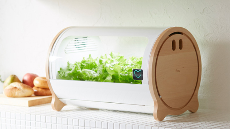 Teknik Berkebun ala Jepang; Di Dalam Ruangan 8 Teknik Berkebun ala Jepang; Di Dalam Ruangan 8