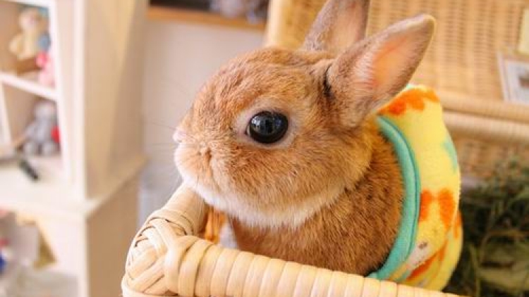 Usagi Cafe Ohisama, Kafe Kelinci di Tokyo yang Super Kawaii!