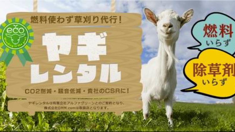 Wah, Di Jepang Ada Jasa Penyewaan Kambing! Wah, Di Jepang Ada Jasa Penyewaan Kambing!