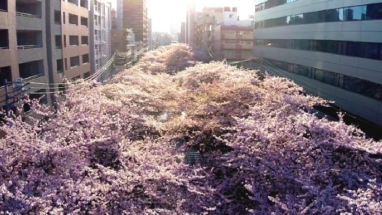 hanami di megurogawa hanami di megurogawa