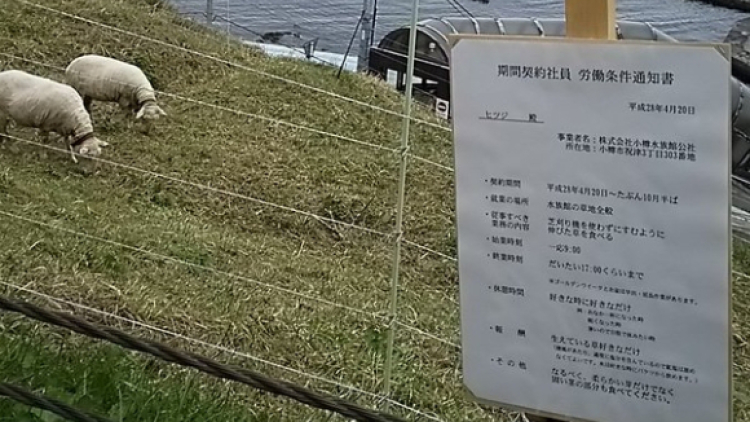Domba Hokkaido ini Jadi Perbincangan Karena Kontrak Kerja 3