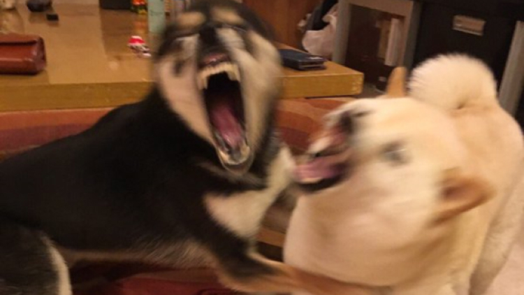 Ini Ekspresi Anjing Jepang Saat Gempa Bumi Tiba 10