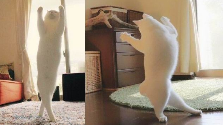 Kawaii! Kucing Jepang Ini Pandai Menari Balet! Kawaii! Kucing Jepang Ini Pandai Menari Balet!