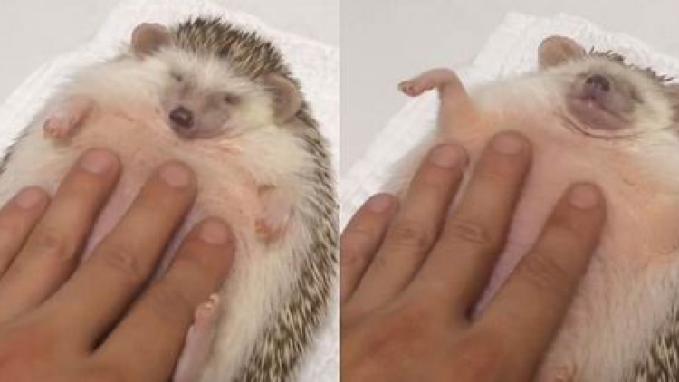 Kawaii! Landak Jepang yang Manja Ini Suka Saat Dipijat Perutnya! (1)