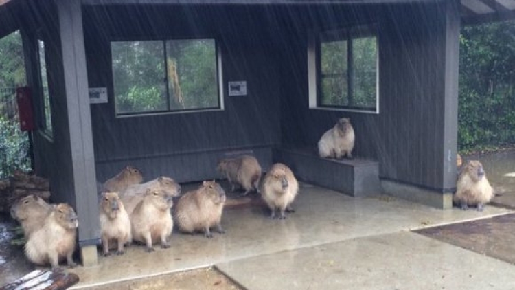 Lucunya Para Kapibara Yang Berteduh Menunggu Hujan 1