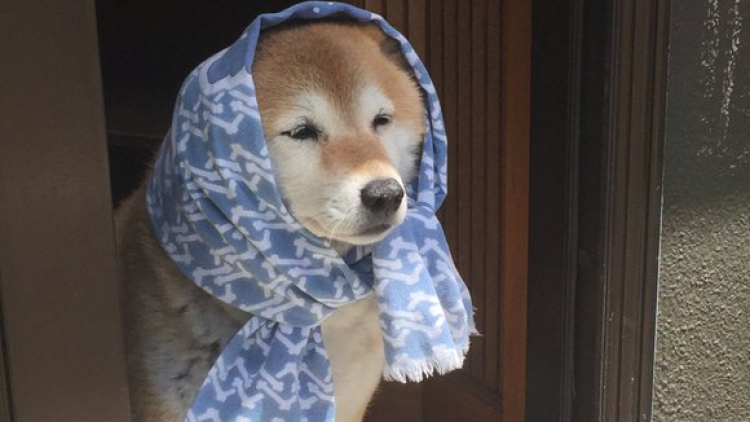 Lucunya Shiba Inu Berdandan Ala Wanita Tua Jepang 1 Lucunya Shiba Inu Berdandan Ala Wanita Tua Jepang 1