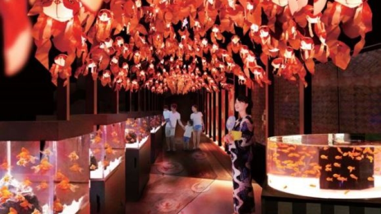 Pameran Ikan Mas Terbesar Edo Goldfish Wonderland Digelar di Tokyo 1