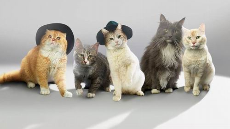 SHINyan, Boyband Kucing Jepang Parodi Dari Boyband K-pop (12)