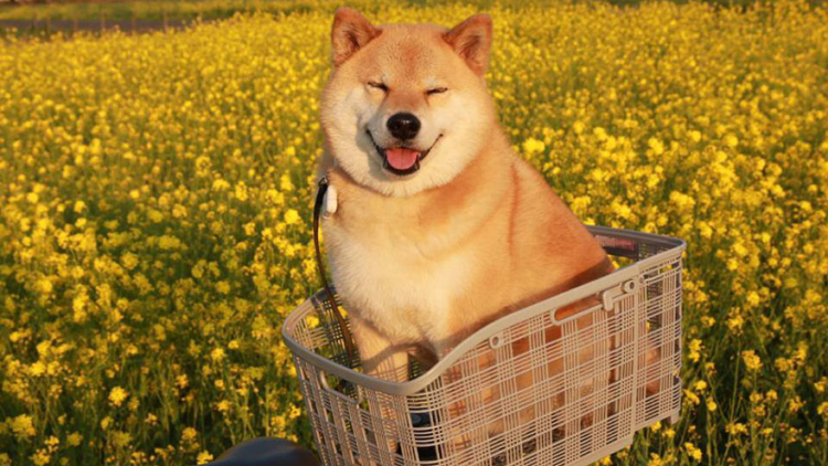 Sugoi! Anjing Jepang ini Punya 2,4 Juta Pengikut di Instagram 2