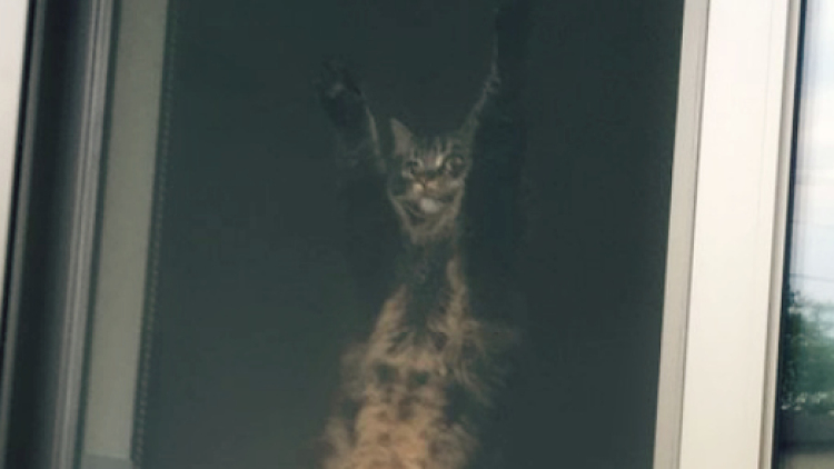 Tingkah Unik Spidey-Cat di Jepang Undang Gelak Tawa 1