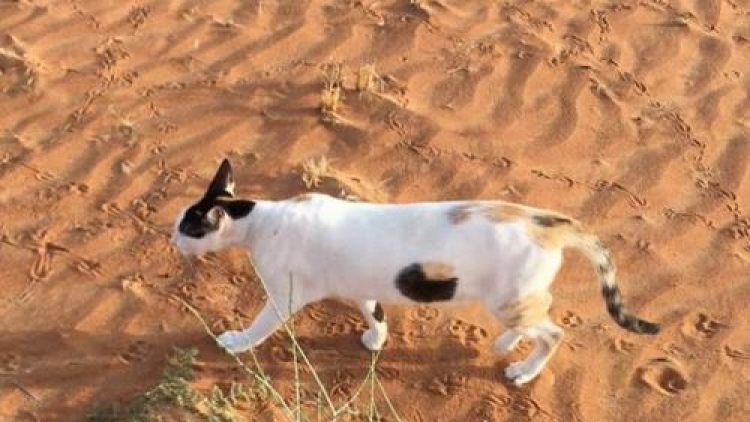 Unik! Kucing Jepang ini Membuat Ilusi Optik Yang Menggemparkan Dunia Maya! (1)