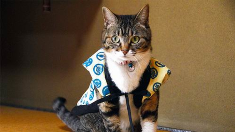 Wah, Kucing Jepang Ini Bekerja Sebagai Pemilik Penginapan! Wah, Kucing Jepang Ini Bekerja Sebagai Pemilik Penginapan!
