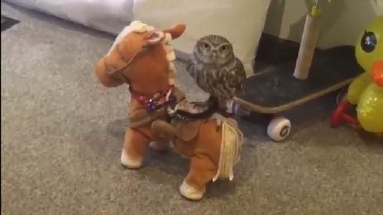 Burung Hantu Jepang Naik Boneka Kuda Buat Netizen Gemas Burung Hantu Jepang Naik Boneka Kuda Buat Netizen Gemas