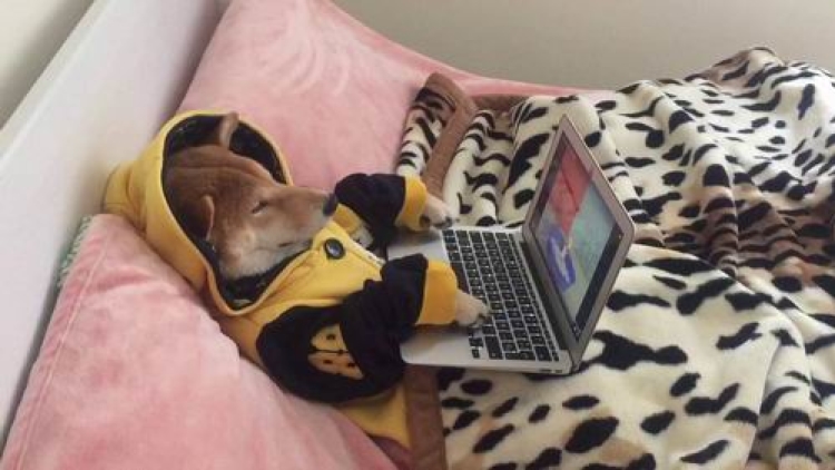 Inilah Chiko, Shiba Inu Yang Hobi Menonton Video di Internet Inilah Chiko, Shiba Inu Yang Hobi Menonton Video di Internet