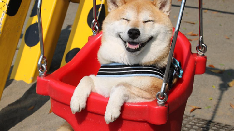 Inilah Uni, Shiba Inu Dengan Senyum Yang Menggemaskan