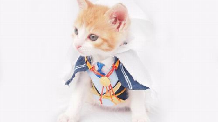 Kawaii To The Max! Kucing Jepang Imut Ber-cosplay Karakter Touken Ranbu! (1) Kawaii To The Max! Kucing Jepang Imut Ber-cosplay Karakter Touken Ranbu! (1)