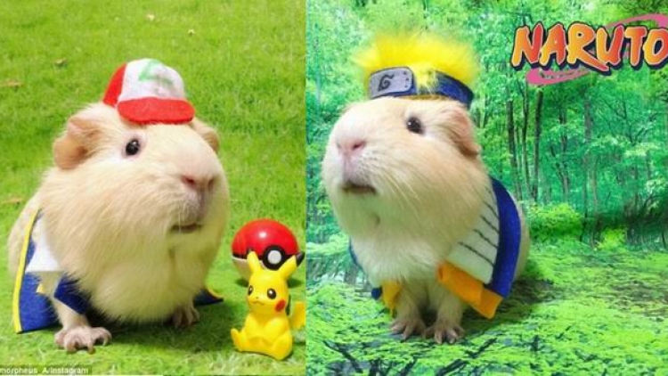 Kawaii to the Max! Inilah Morpheus, Marmut Jepang yang Ber-cosplay Aneka Karakter!