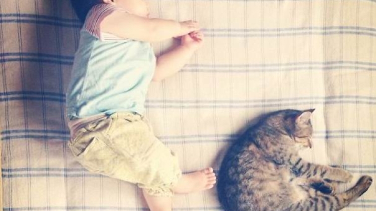 Kucing Jepang Ini Menjadi Sahabat Terbaik Untuk Anak-anak