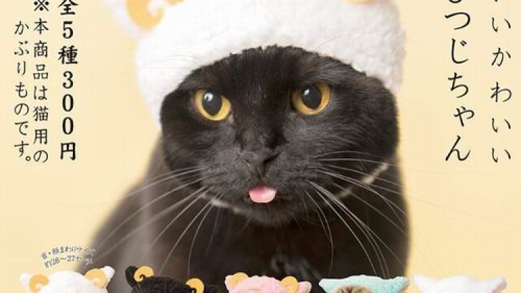 Kucing Peliharaan di Jepang Tampil Makin Imut Dengan Kostum Ini Kucing Peliharaan di Jepang Tampil Makin Imut Dengan Kostum Ini