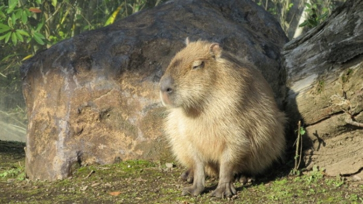 Kumamoto Zoo and Botanical Gardens, Kebun Binatang di Jepang yang Terjangkau Untuk Keluarga (1) Kumamoto Zoo and Botanical Gardens, Kebun Binatang di Jepang yang Terjangkau Untuk Keluarga (1)