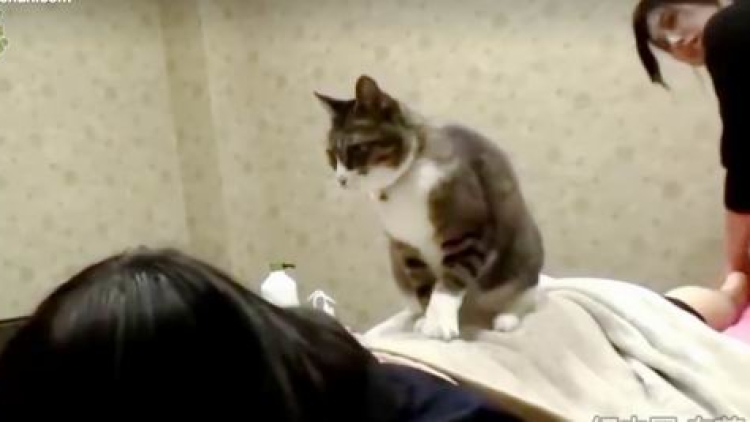 Unik, Kucing Jepang Ini Bekerja Sebagai Tukang Pijat! (1) Unik, Kucing Jepang Ini Bekerja Sebagai Tukang Pijat! (1)
