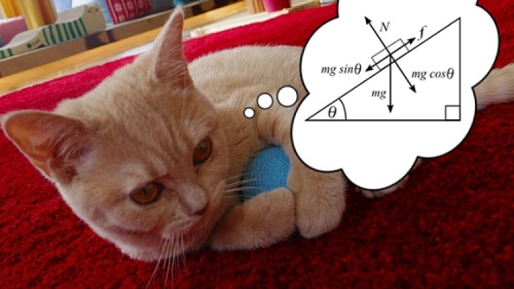 Wah! Kucing Ternyata Pahami Ilmu Fisika!