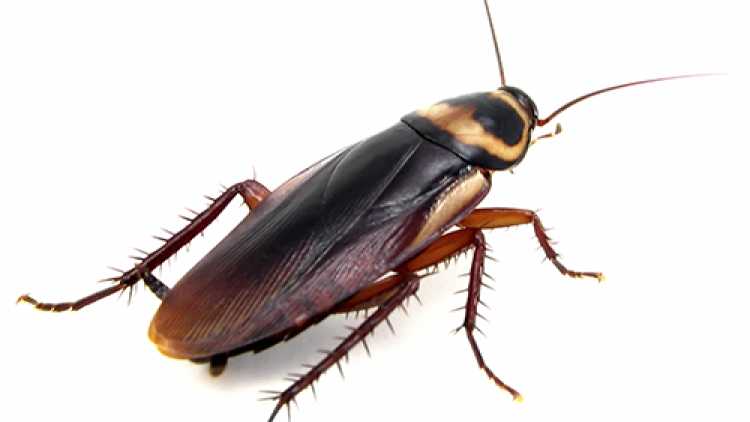 kecoa_pengendalian_hama kecoa_pengendalian_hama