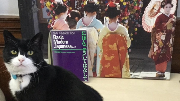 Gokil Kucing  Ini Belajar Bahasa  Jepang  Layaknya Diplomat 